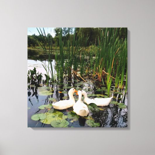 Witte eenden, lendenkussens, cattails, meeroever canvas afdruk (Voorkant)
