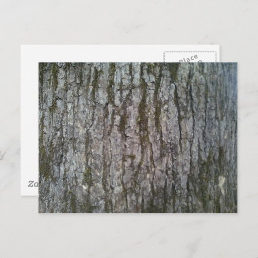 Witte eiken boomschors briefkaart (Voorkant / Achterkant)