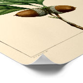 witte eikenbladeren en eikels botanische kunst poster (Hoek)