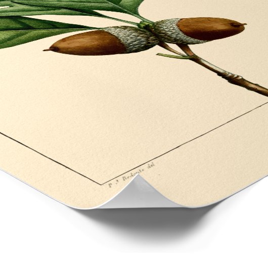 witte eikenbladeren en eikels botanische kunst poster (Hoek)
