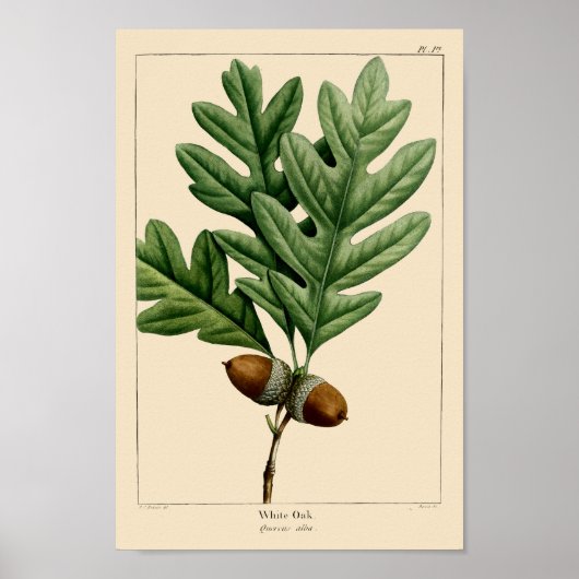 witte eikenbladeren en eikels botanische kunst poster (Voorkant)