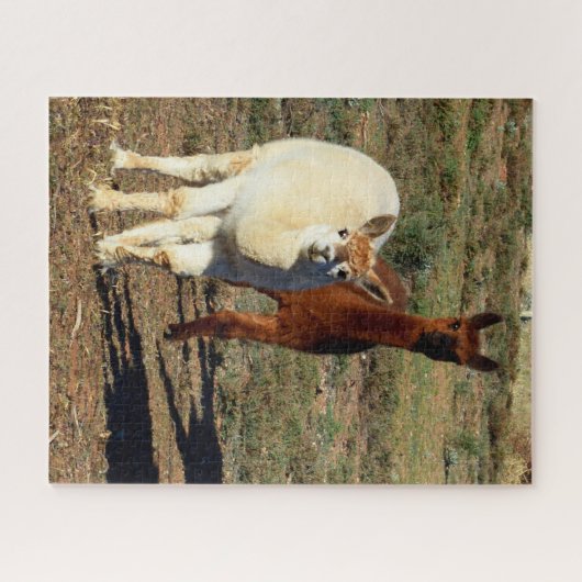 Witte en bruine jonge alpacas, legpuzzel (Horizontaal)