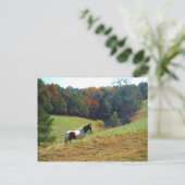 Witte en bruine paarden, Autumn vijver Briefkaart (Staand voorkant)