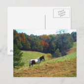 Witte en bruine paarden, Autumn vijver Briefkaart (Voorkant / Achterkant)