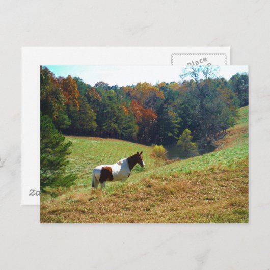 Witte en bruine paarden, Autumn vijver Briefkaart (Voorkant / Achterkant)