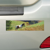 Witte en bruine paarden, Autumn vijver Bumpersticker (Op auto)
