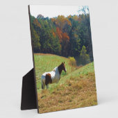 Witte en bruine paarden, Autumn vijver Fotoplaat (Zijkant)