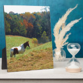 Witte en bruine paarden, Autumn vijver Fotoplaat (Zijkant)