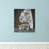 Witte en bruine tijgers die rusten canvas afdruk (Insitu (Houten vloer))