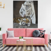 Witte en bruine tijgers die rusten canvas afdruk (Insitu (Woonkamer))