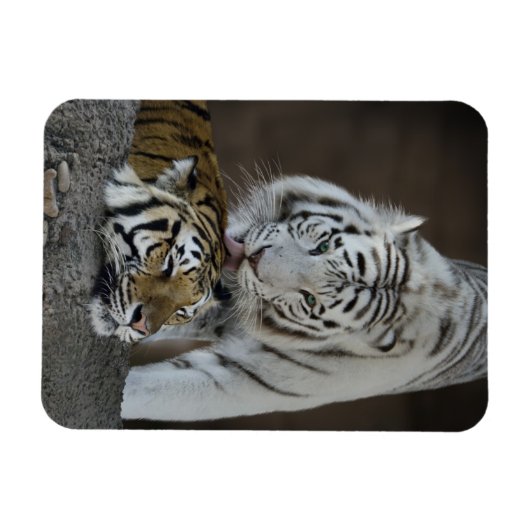 Witte en bruine tijgers die rusten magneet (Horizontaal)