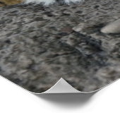 Witte en bruine tijgers die rusten poster (Hoek)