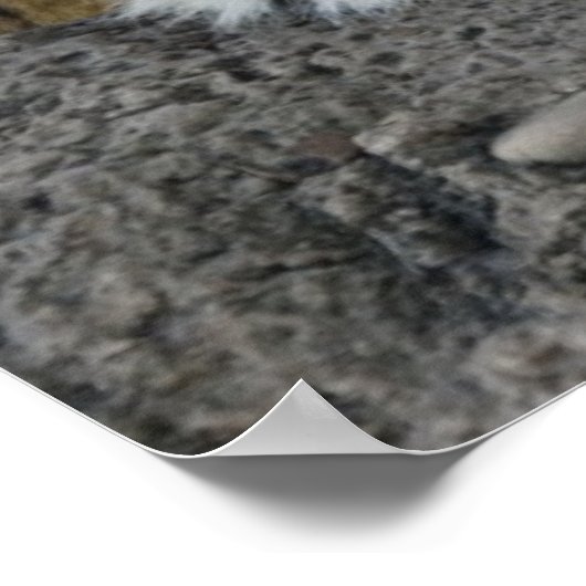 Witte en bruine tijgers die rusten poster (Hoek)