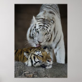 Witte en bruine tijgers die rusten poster (Voorkant)