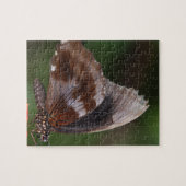 Witte en bruine vlinder op rode bloem legpuzzel (Horizontaal)