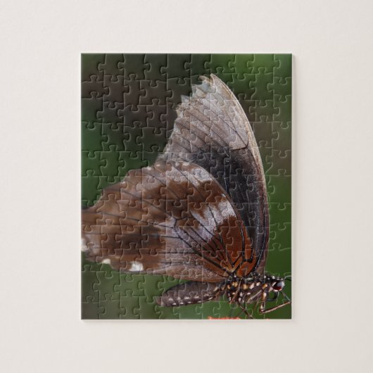 Witte en bruine vlinder op rode bloem legpuzzel (Verticaal)