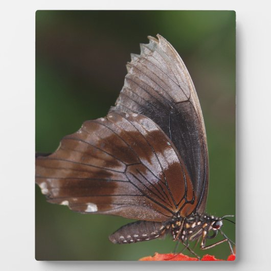 Witte en bruine vlinder op rode ventilator fotoplaat (Voorkant)