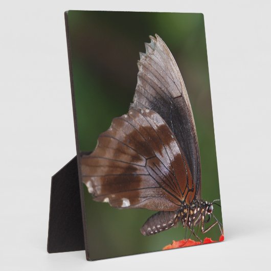 Witte en bruine vlinder op rode ventilator fotoplaat (Zijkant)