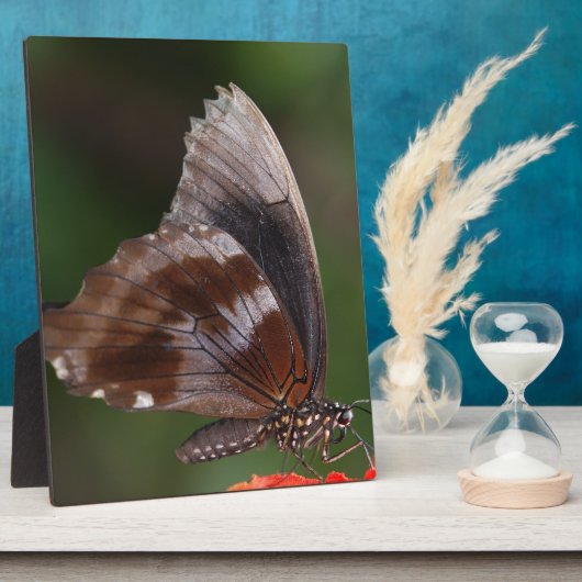 Witte en bruine vlinder op rode ventilator fotoplaat (Zijkant)