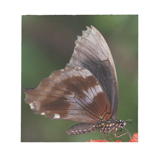 Witte en bruine vlinder op rode ventilator notitieblok (Voorkant)