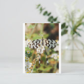 Witte en chocolade bruine staartvlinder briefkaart (Staand voorkant)