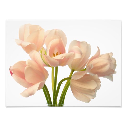 Witte en doorsnede Tulpen Achtergrond Gepersonalis Foto Afdruk (Voorkant)