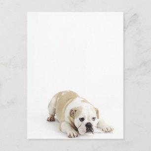 Witte en geelbruine hond briefkaart