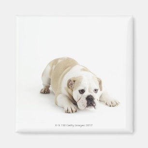 Witte en geelbruine hond magneet