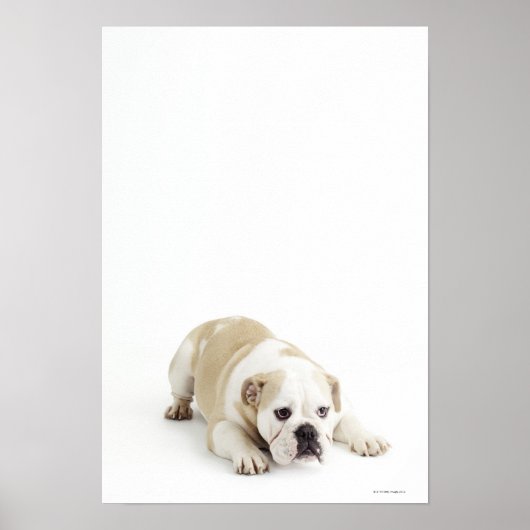 Witte en geelbruine hond poster (Voorkant)