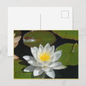 Witte en gele briefkaart (Voorkant / Achterkant)