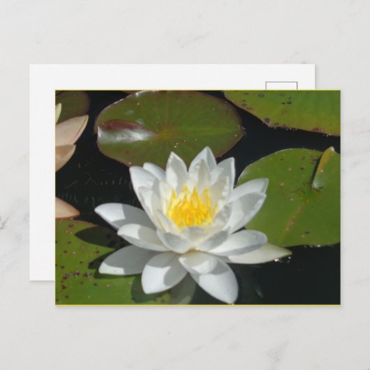 Witte en gele briefkaart (Voorkant / Achterkant)