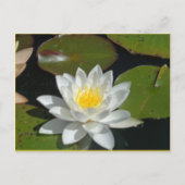 Witte en gele briefkaart (Voorkant)