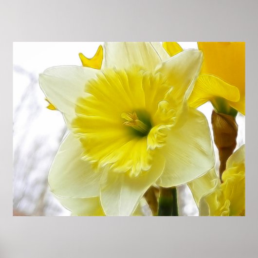 Witte en gele diaffodil poster (Voorkant)