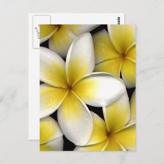 Witte en gele frangipani bloemen met bladeren in briefkaart (Voorkant / Achterkant)