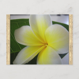 Witte en gele Frangipani-ventilator Briefkaart