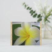 Witte en gele Frangipani-ventilator Briefkaart (Staand voorkant)