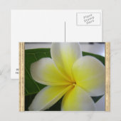 Witte en gele Frangipani-ventilator Briefkaart (Voorkant / Achterkant)