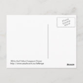 Witte en gele Frangipani-ventilator Briefkaart (Achterkant)