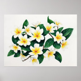 Witte en Gele Frangipani Waterverf Bloem Poster