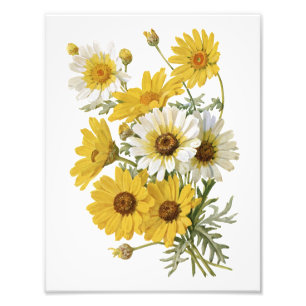 Witte en gele goudsbloemen foto afdruk