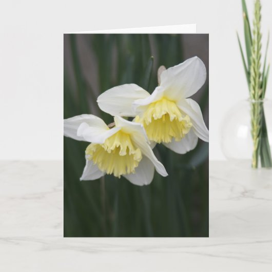 Witte en gele Narcissen Wenskaart Aankondiging (Voorkant)