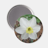 Witte en gele Narcissus Magnet (Voorkant / Achterkant)