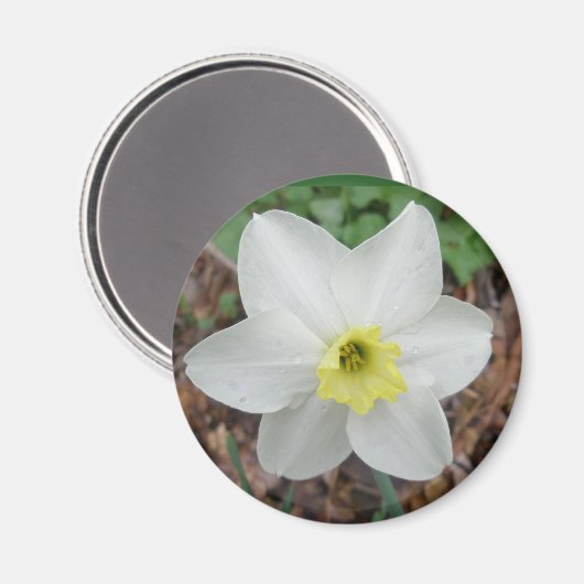 Witte en gele Narcissus Magnet (Voorkant / Achterkant)