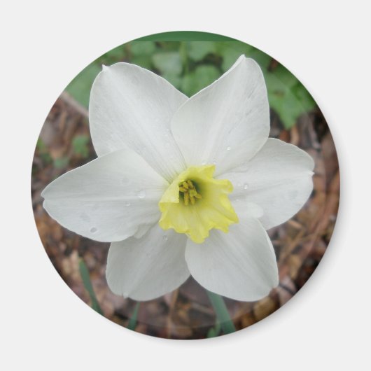 Witte en gele Narcissus Magnet (Voorkant)