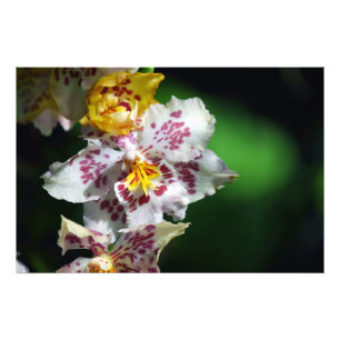 Witte en gele orchideeën afdrukken foto afdruk