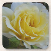 Witte en gele roos Onderzetters (Voorkant)