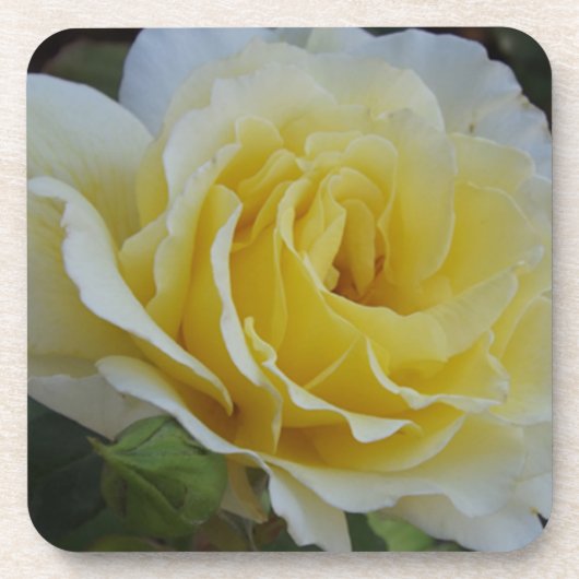 Witte en gele roos Onderzetters (Voorkant)