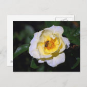 Witte en gele Rose met Honeybee Briefkaart (Voorkant / Achterkant)