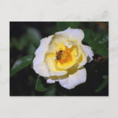 Witte en gele Rose met Honeybee Briefkaart (Voorkant)