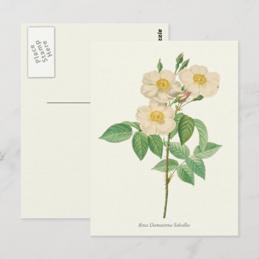 witte en gele roze botanische afdrukken briefkaart (Voorkant / Achterkant)